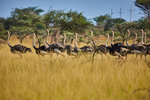 Kidepo Valley National Park 5-Day Safari Tour