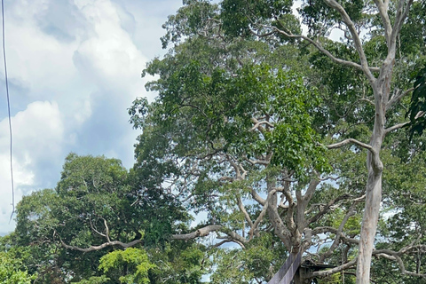 Tour à canopée, tyrolienne, kayak et île aux singes ...