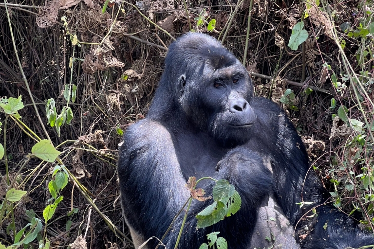 4 daagse Congo (DRC) laagland gorillatochten vanuit Kgl Rwanda