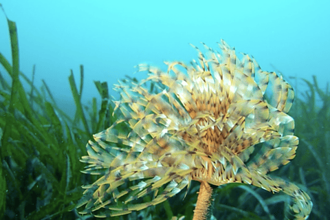 Niza : Excursión marítima VIP con snorkel y descubre el submarinismo