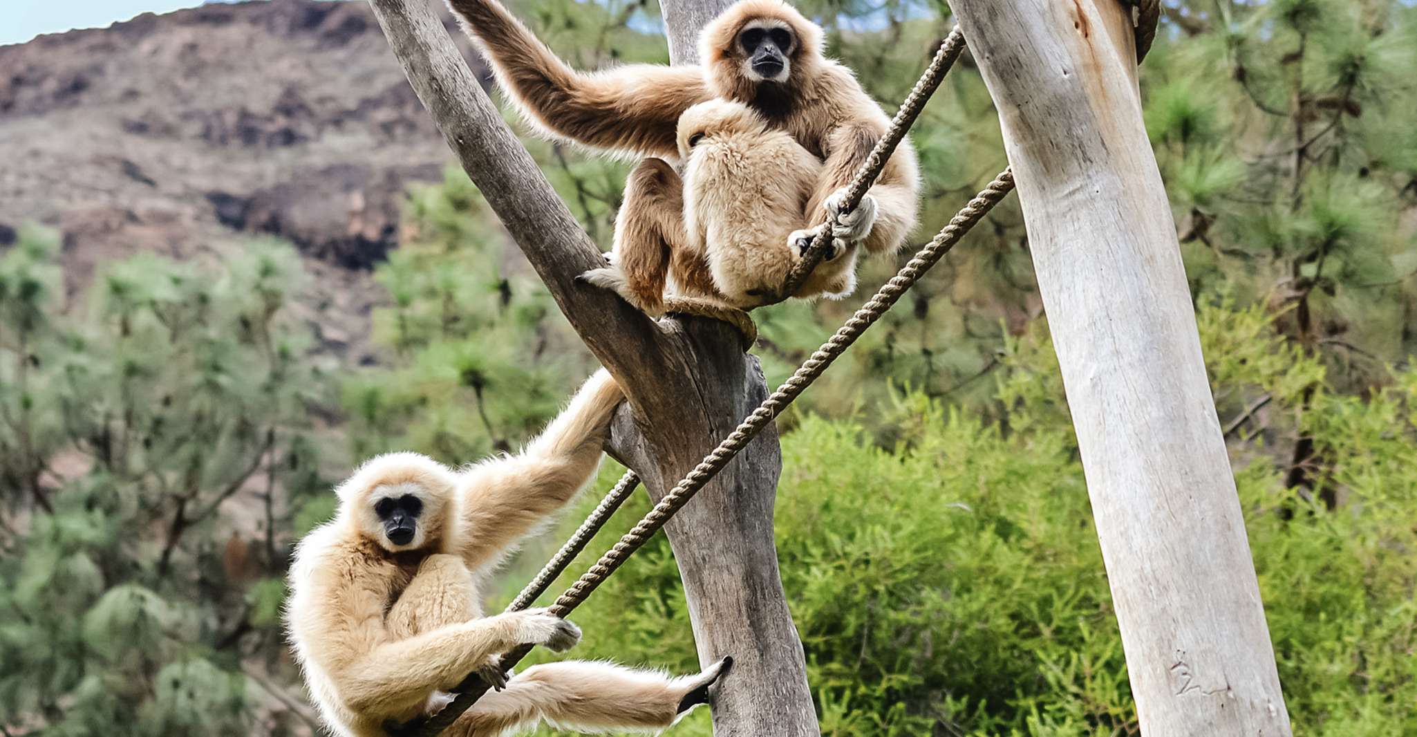 Maspalomas, Palmitos Park Ticket with Dolphin and Bird Shows - Housity