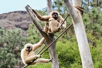 Maspalomas, Palmitos Park Ticket with Dolphin and Bird Shows - Housity