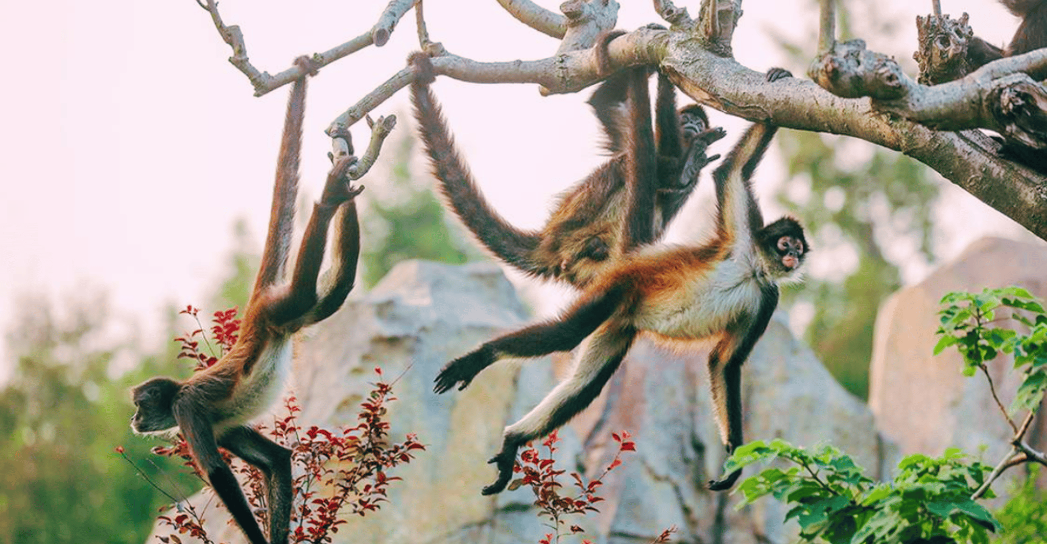 Shanghai: Wild Animal Park Ticket photo 13