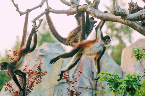 Shanghai: Biglietto per il parco degli animali selvatici