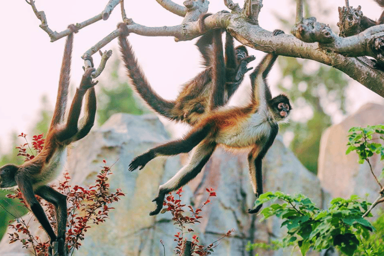 Xangai: Ingresso para o Parque dos Animais Selvagens