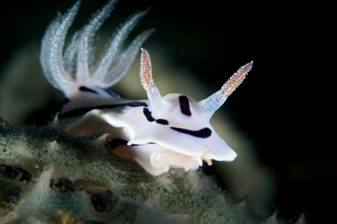 Port Douglas: Premium Outer Reef Dive Trip