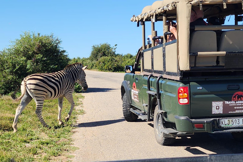 Addo Elephant National Park: Half-Day Safari with Guide