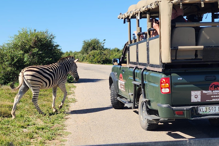 Addo Elephant National Park: Half-Day Safari with Guide