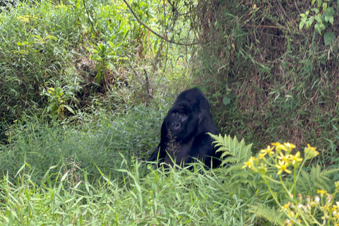 4-Tage Ruanda Uganda Gorilla Trekking Tour Erlebnis