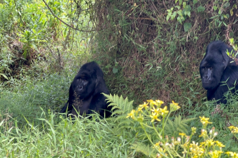 Circuit de 4 jours au Rwanda et en Ouganda pour faire du trekking avec les gorilles