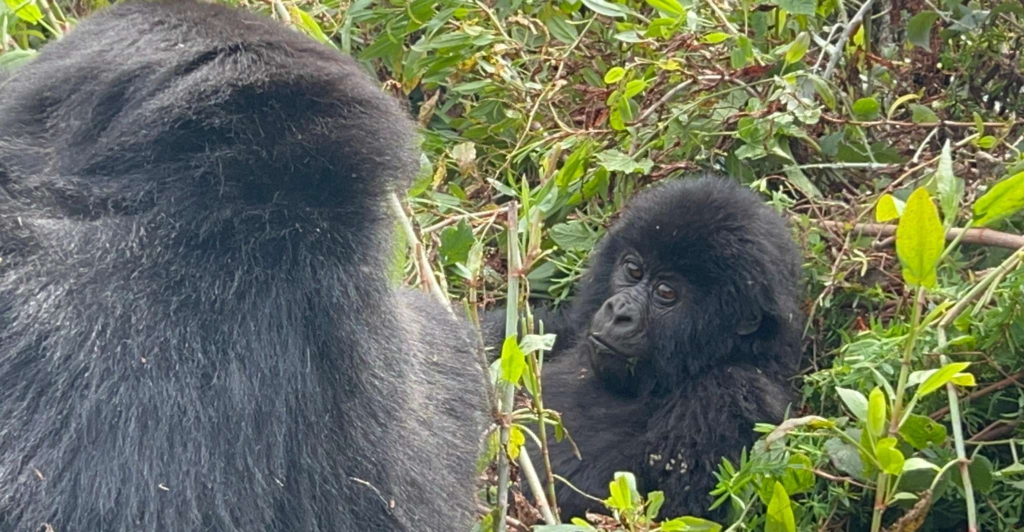 4 Day Congo (DRC) Gorilla Trekking & Nyiragongo Hiking - Housity