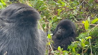 4 Day Congo (DRC) Gorilla Trekking & Nyiragongo Hiking - Housity