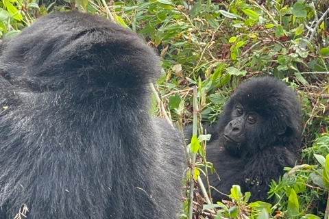 4 Tage Kongo (DRC) Gorilla Trekking & Nyiragongo Wanderung