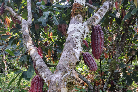 Cusco: 2-Day Coffee & Cacao Farm Stay Experience