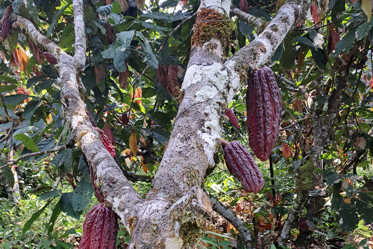 Cusco: 2-Day Coffee & Cacao Farm Stay Experience