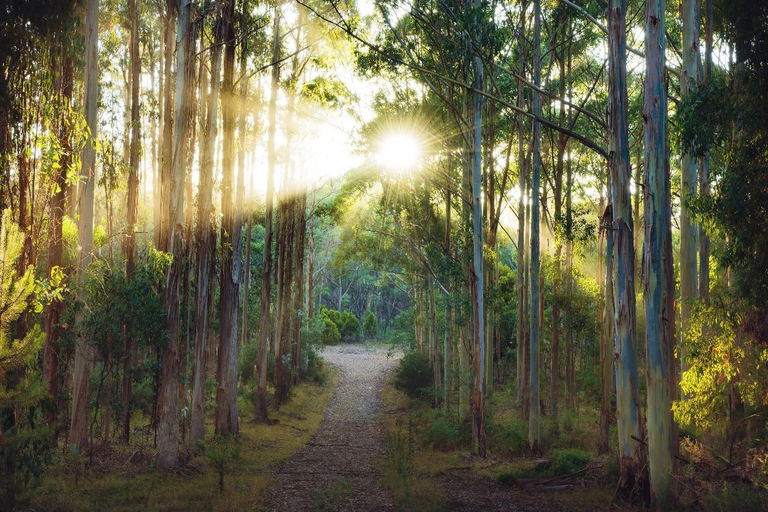 Adelaide Hills : Visite photographique avec café