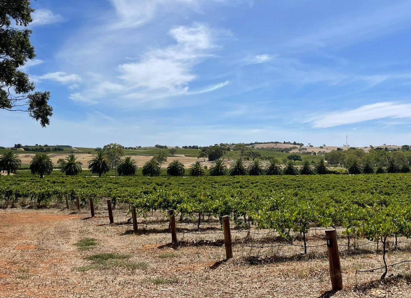 Fra Adelaide: Barossa Valley mad- og vintur