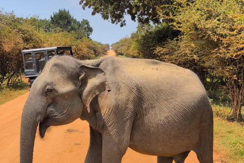 Hiriketiya: Yala Wildlife & Dry Zone Nature Experience