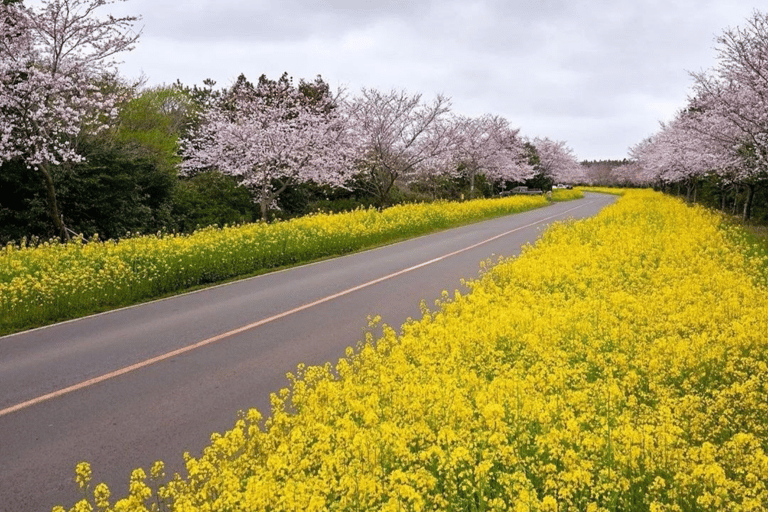 Da cidade de Jeju: Excursão de um dia ao leste de Jeju Cherry Blossom de van