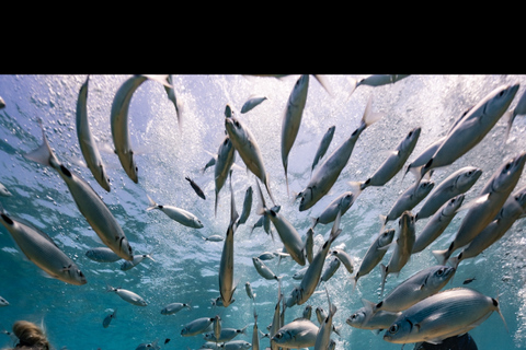 Protaras: Discover Scuba Diving (For Beginners)