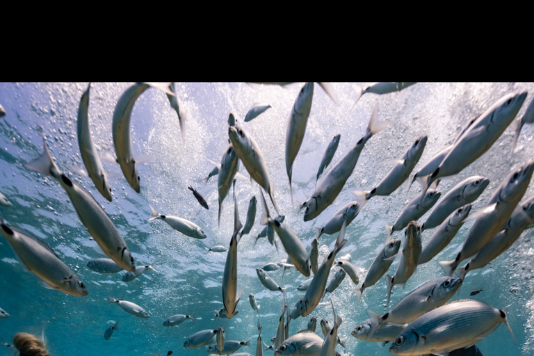 Protaras: Discover Scuba Diving (For Beginners)