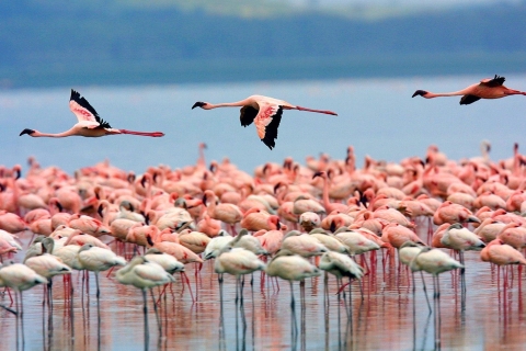 Nairobi : 5 jours de safari en camping à Maasai Mara et au lac Nakuru