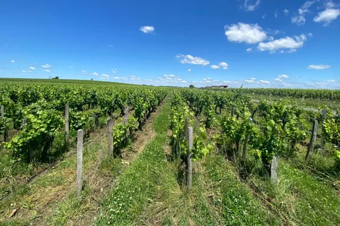 Visite d'une jounée à Saint Emilion et Margaux