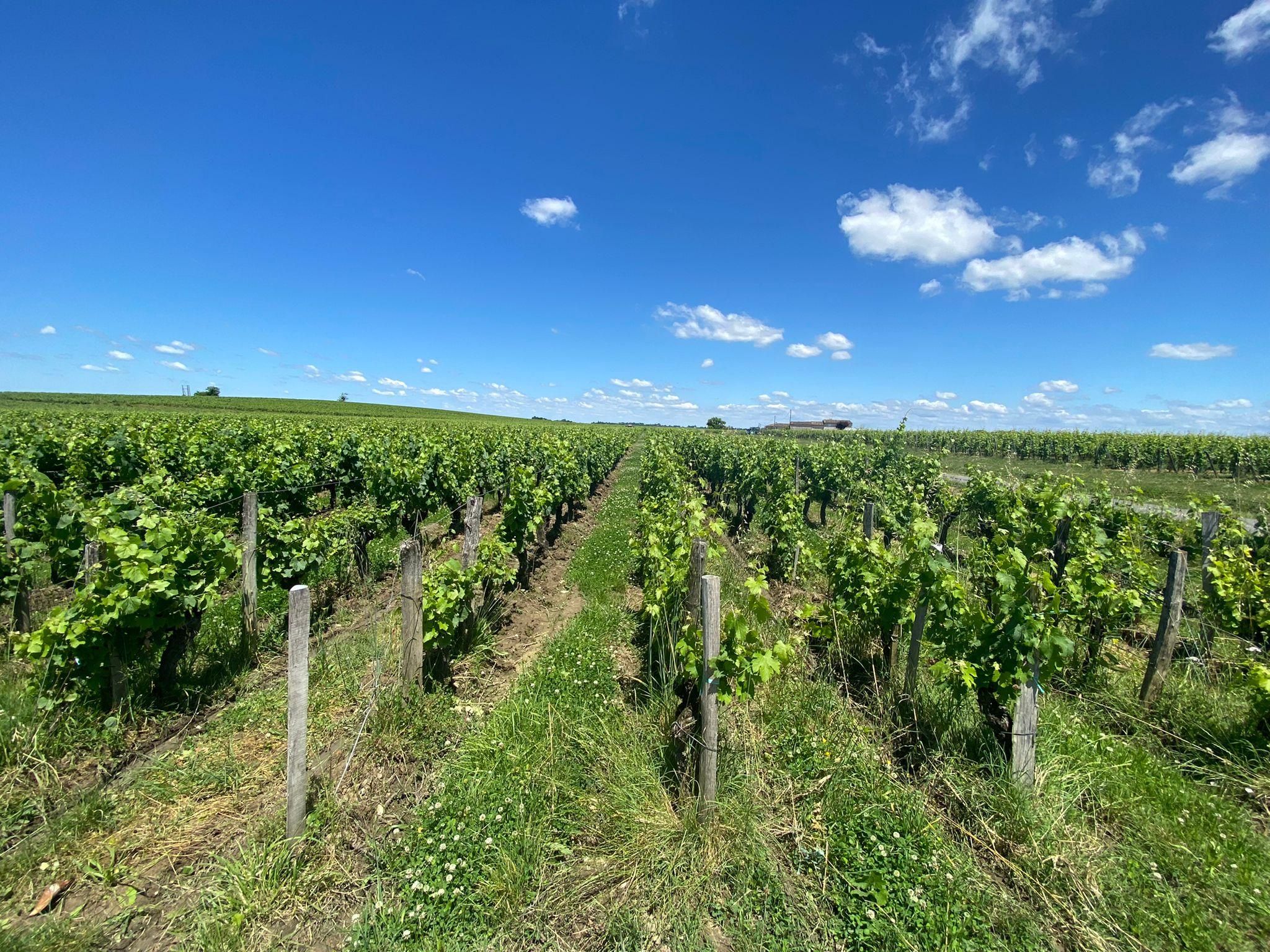 Ganztagestour in Saint-Emilion & Margaux