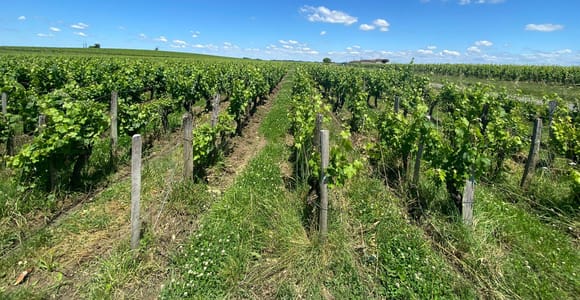 Ganztagestour in Saint-Emilion & Margaux