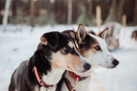 Kuoksa Husky & Reindeer Adventure