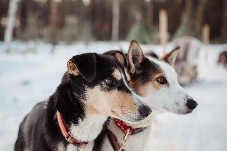 Kuoksa Husky & Reindeer Adventure