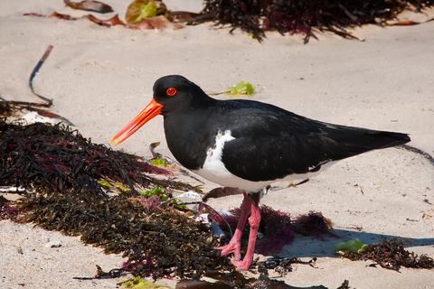 Rockingham: Shoalwater Islands, Dolphins, and Sea Lions Tour 11:15 am Departure