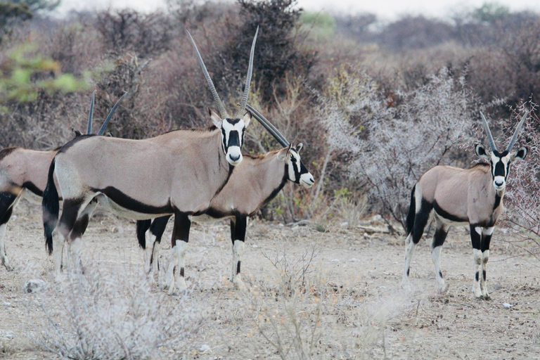 Windhoek: 3-Day Guided Safari in Etosha with Lodge