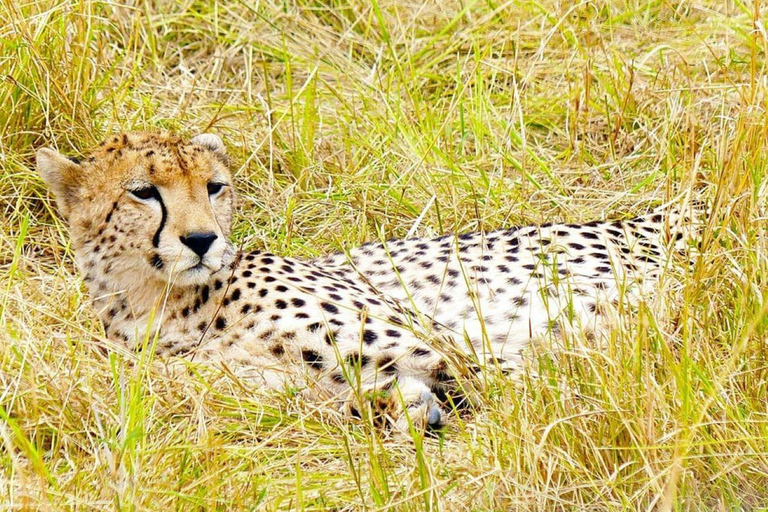 Nairobi; National Park Game Drive Tour with pickup