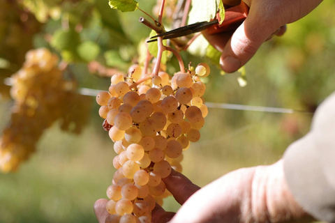 Gertwiller: Wine tasting and traditional winemaker's snack