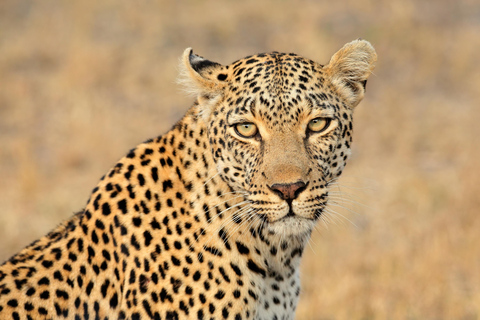 Udaipur: 2-Day Jawai Leopard Safari & Ranakpur Tour