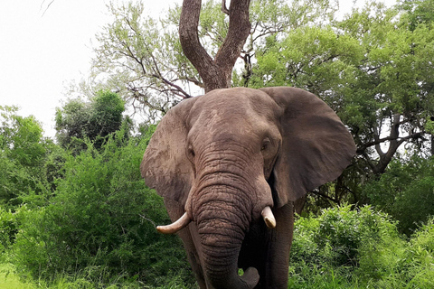 10 daagse Kruger en verder fotorondreis