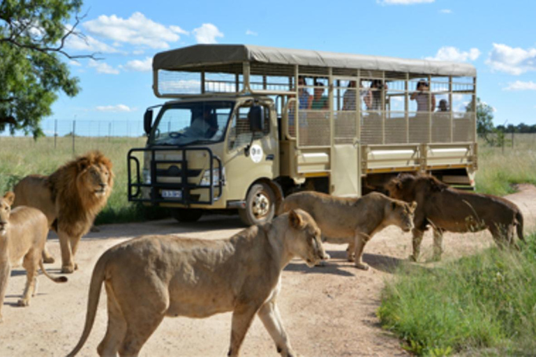 Leeuwen Park Tour in Open Safari VoertuigLion Park-tour in een open safarivoertuig