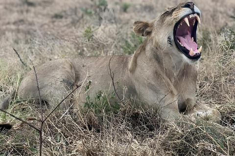 Zanzibar: Aventura de Safari de 3 dias no Parque Nacional Mikumi