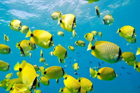 Oahu: excursie met dolfijnen zwemmen en snorkelen met schildpadden in Waianae