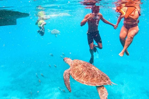 Private Snorkel Experience with Sea Turtle for Cruisers