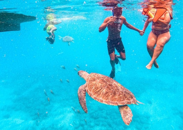 Visit Private Snorkel Experience with Sea Turtle for Cruisers in Sal Island, Cape Verde