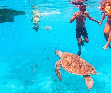 Private Snorkel Experience with Sea Turtle for Cruisers