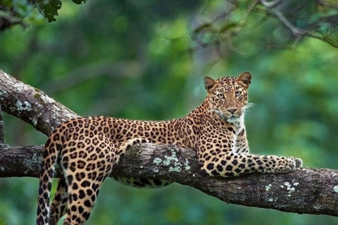 Hambantota Port: Yala Leopard Tracking Safari (Shared) Hambantota Port: Yala Leopard Tracking Safari (Private)