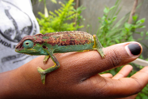 UGANDA SANCTUARY SOJURN: Experimenta a Viagem de Conservação