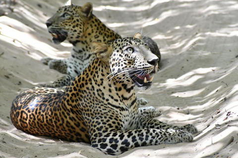 Sri Lanka Private Car & Driver | Custom Tours,Day trips