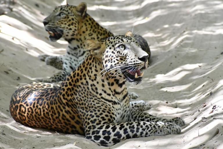 Sri Lanka Private Car & Driver | Custom Tours,Day trips