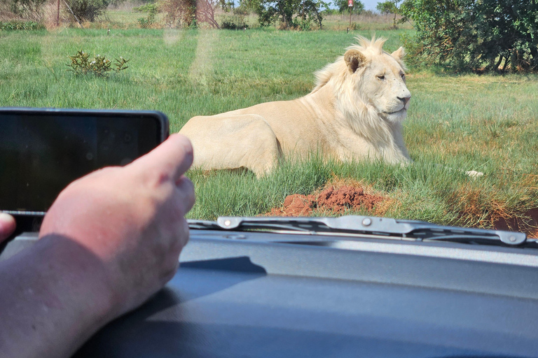 Safari at Lion and Rhino Park / Lesedi Culture Village