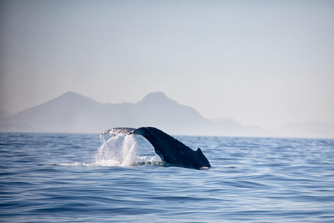 The Rio´s Ultimate Whale Whatching Experience THE RIO´S ULTIMATE WHALE WHATCHING