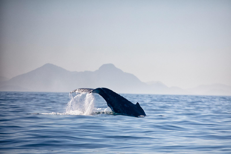 The Rio´s Ultimate Whale Whatching Experience THE RIO´S ULTIMATE WHALE WHATCHING
